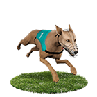 九牛娛樂城白金賽狗